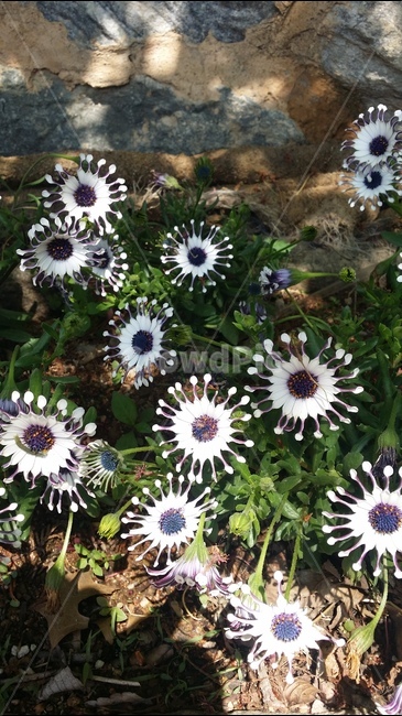 봄,꽃,들꽃,자연,아름다운,식물,자연,plants,nature,꽃,flower