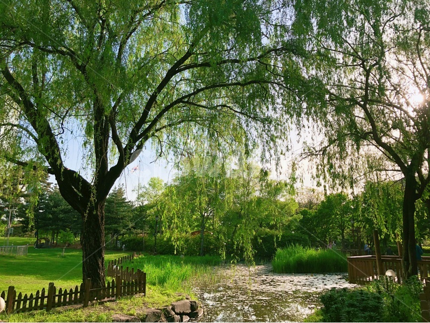 봄,봄풍경,자연풍경,공원,연못,수양버들,자연,풍경,nature,landscape,식물,plants,나무,trees,wood,휴식,힐링,rest,relaxation,healing,tree,plant