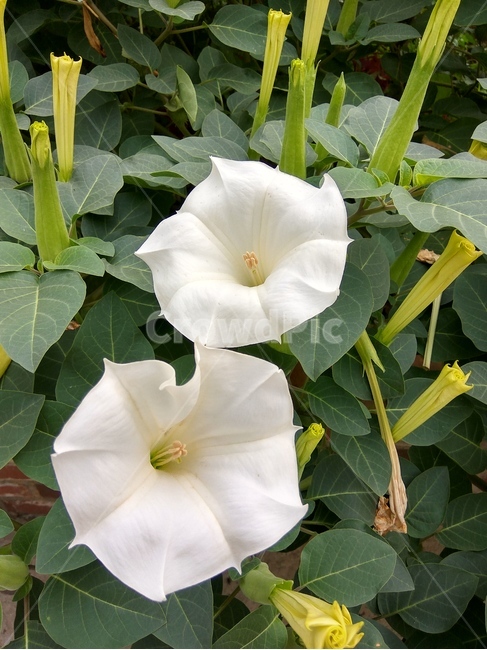 꽃,플라워,봄,봄꽃,뷰티풀,flower,bloom,beautiful,plant,식물,blossom,하얀색,식물,자연,plants,nature,꽃,flower
