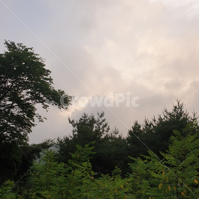 하늘,나무,풀,구름,저녁,등산,산길,산행