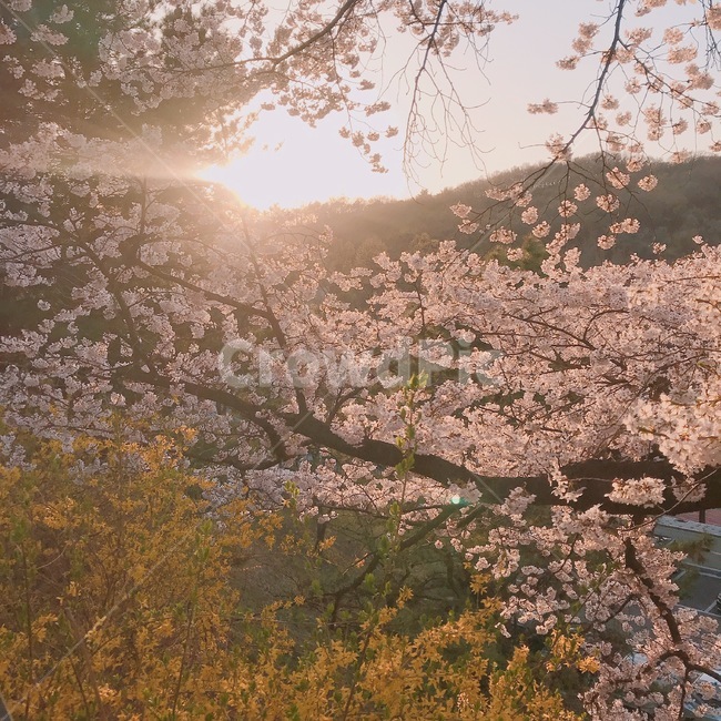 봄꽃,개나리,벚꽃,자연풍경,꽃