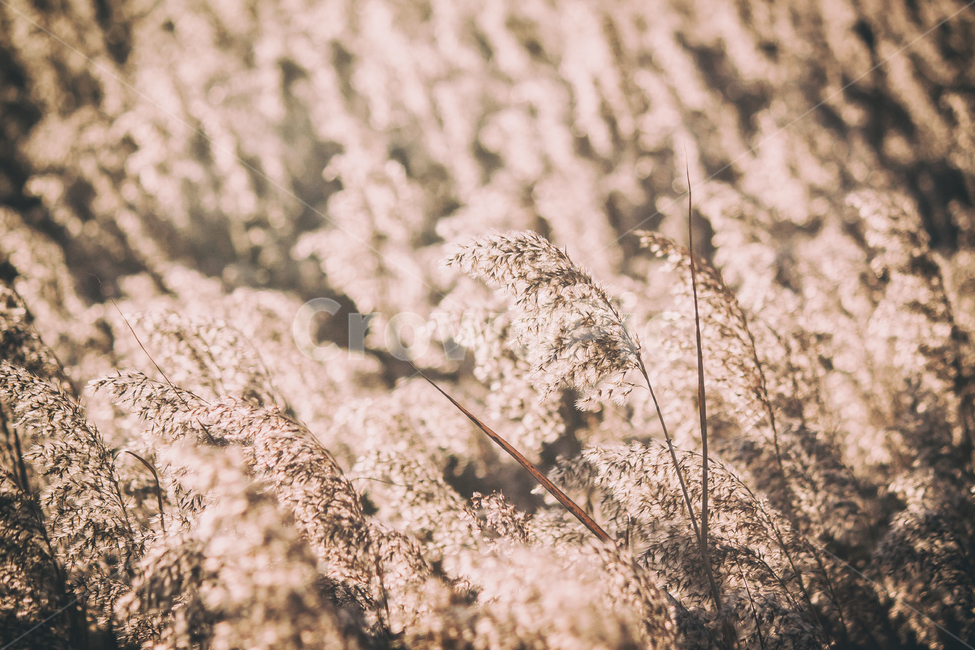 가을,계절,갈대,순천만,자연,풍경,태양,해,햇빛,만,autumn,fall,seasons,reed,suncheonbay,bay,nature,landscape,sun,sunlight,가을,계절,fall,autumn,season,식물,자연,plants,nature,감성,sensible,feeling,휴식,힐링,rest,relaxation,healing,plant,grass,잔디