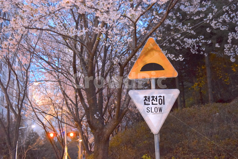 봄,벚꽃,표지판,감성,배경화면,감성적인,안내판