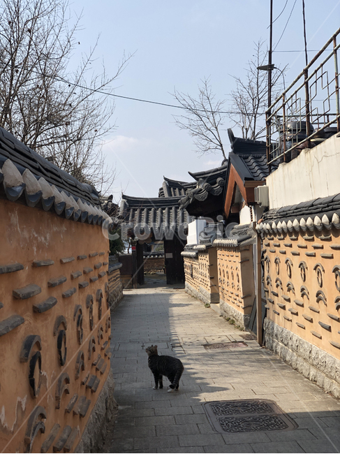 고양이,cat,한옥,분위기,전주,골목길,alley,한국전통,한국문화,korean traditional,korean culture,동물,animal,포유류,mammal,고양이,cat,kitten,kitty