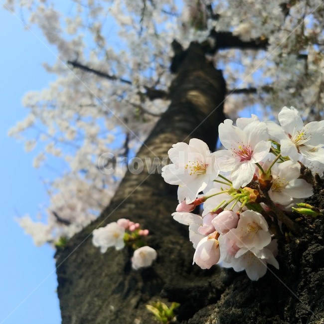 벚꽃,봄꽃,봄,꽃놀이,꽃,감성,예쁜,봄날,꽃잎,분홍꽃,흰꽃,분위기,cherryblossom,식물,꽃나무,봄,계절,spring,season,식물,자연,plants,nature,꽃,flower,plant,blossom,cherry blossom