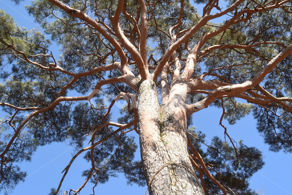 지리산,뱀사골,천년송,명품소나무,와운리,국립공원,신목,소나무,나무,tree,나무줄기