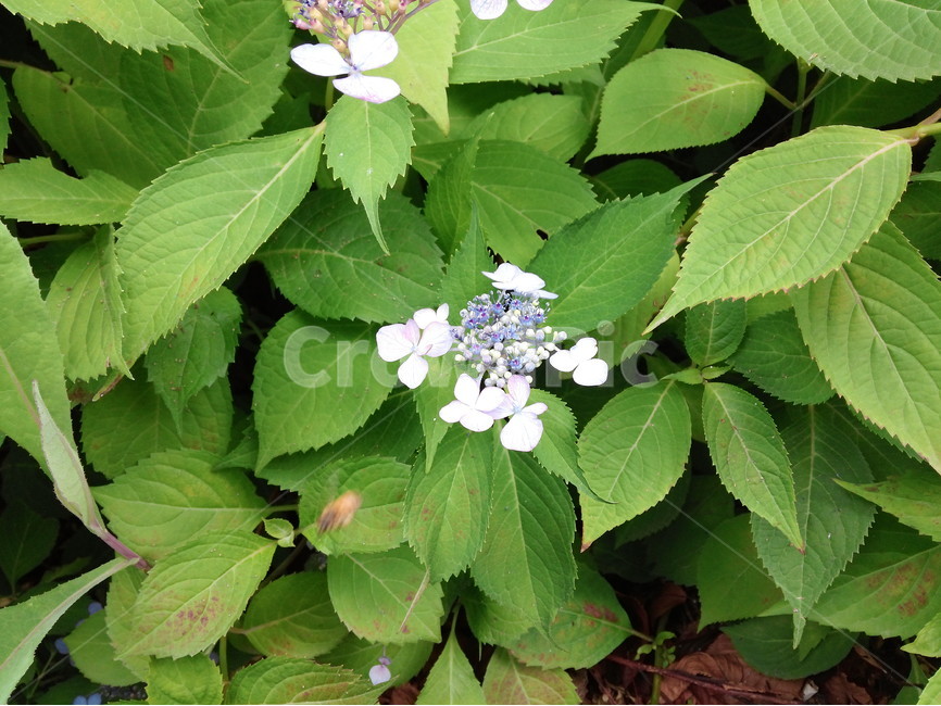 가을,꽃,산,흰색,보라색,녹색,식물,자연,plants,nature,꽃,flower