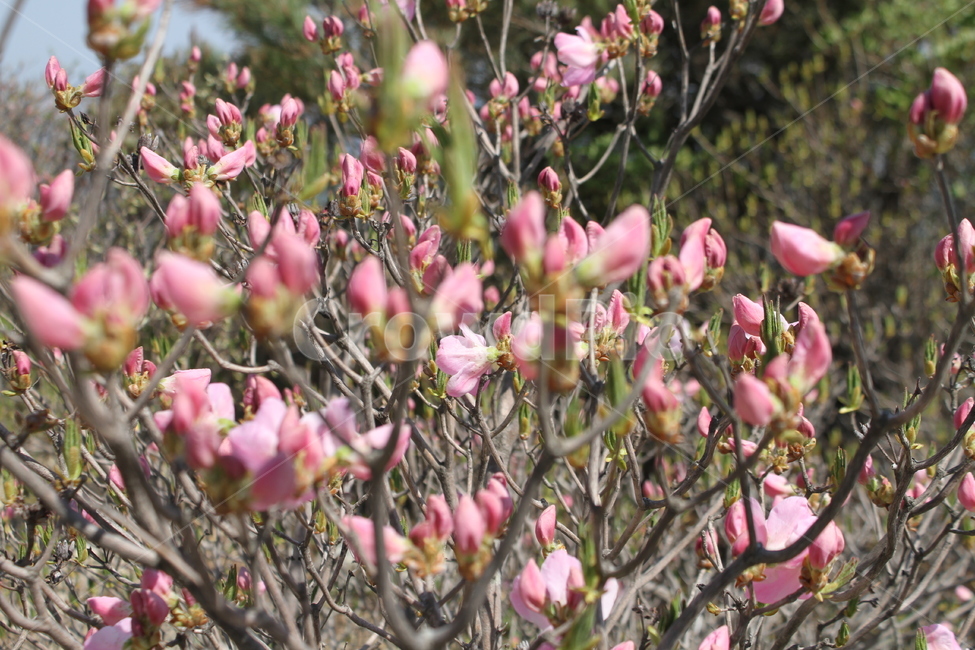 진달래,꽃,봄꽃,두견화,식물,봄,계절,spring,season,식물,자연,plants,nature,꽃,flower,plant,blossom,cherry blossom,벚꽃
