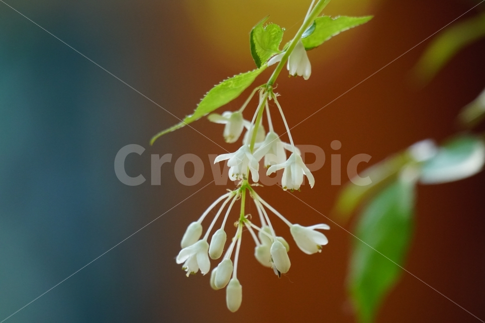 고추나무,꽃,식물,플라워,자연,nature,flower,한국의자연,한국자연,풍경,landscape,snap,snapshot,스냅,스냅사진,스넵,스넵사진,tree,country,시골,숲,숲속,forest,한국풍경,한국적인,식물,자연,plants,nature,꽃,flower
