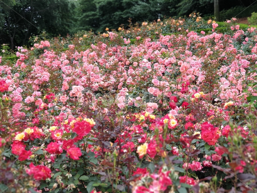 분홍장미,연분홍장미,장미꽃,꽃,rose,알록달록장미,장미밭,분홍꽃,자연,식물,장미원,장미,야외,꽃축제