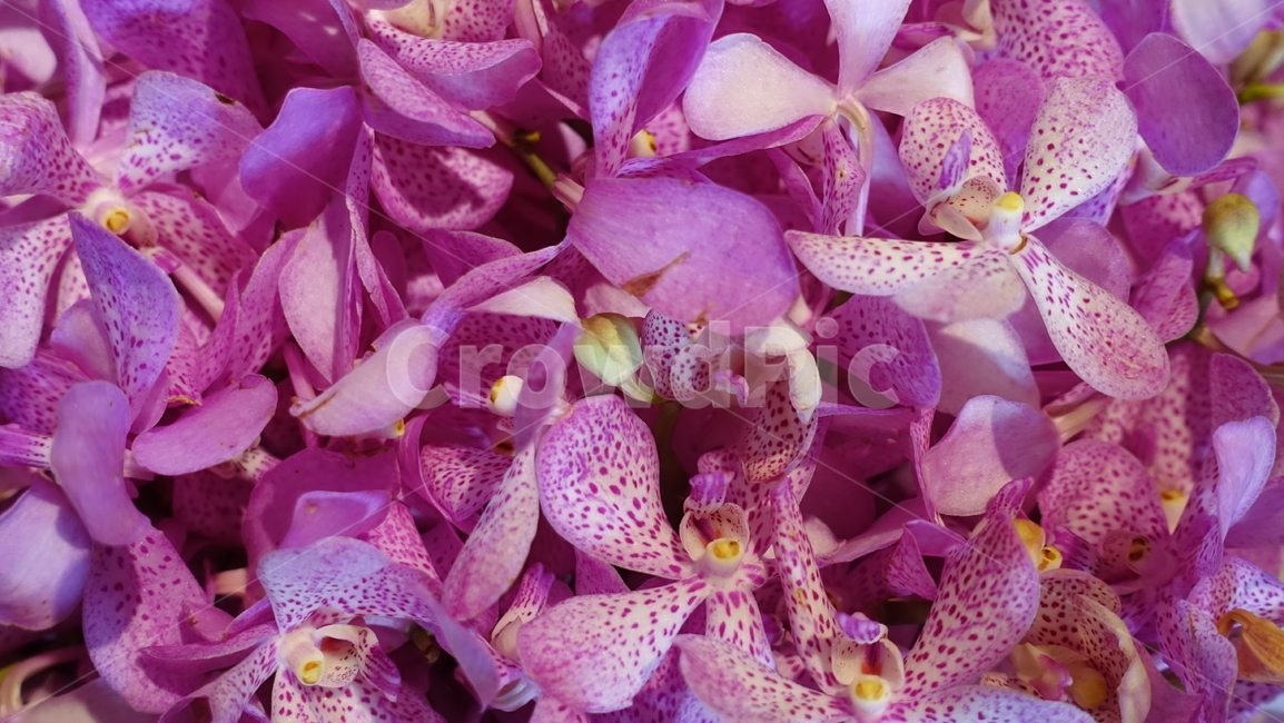 tropic,summer,blossom,flower,꽃,plant,식물,orkid,난초,서양란