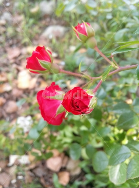 장미,꽃,자연,감성,식물,식물,자연,plants,nature,꽃,flower