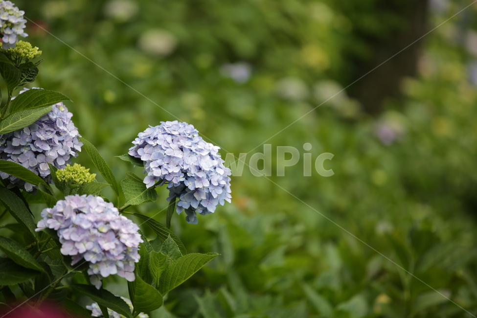 수국,Bigleafhydrangea,쌍떡잎식물,장미목,낙엽관목,수국꽃,식물,자연,plants,nature,꽃,flower,식물,자연,plants,nature,꽃,flower
