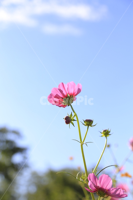 plant,식물,flower,꽃,blossom,가을,계절,fall,autumn,season,식물,자연,plants,nature,꽃,flower,daisy,데이지,daisies