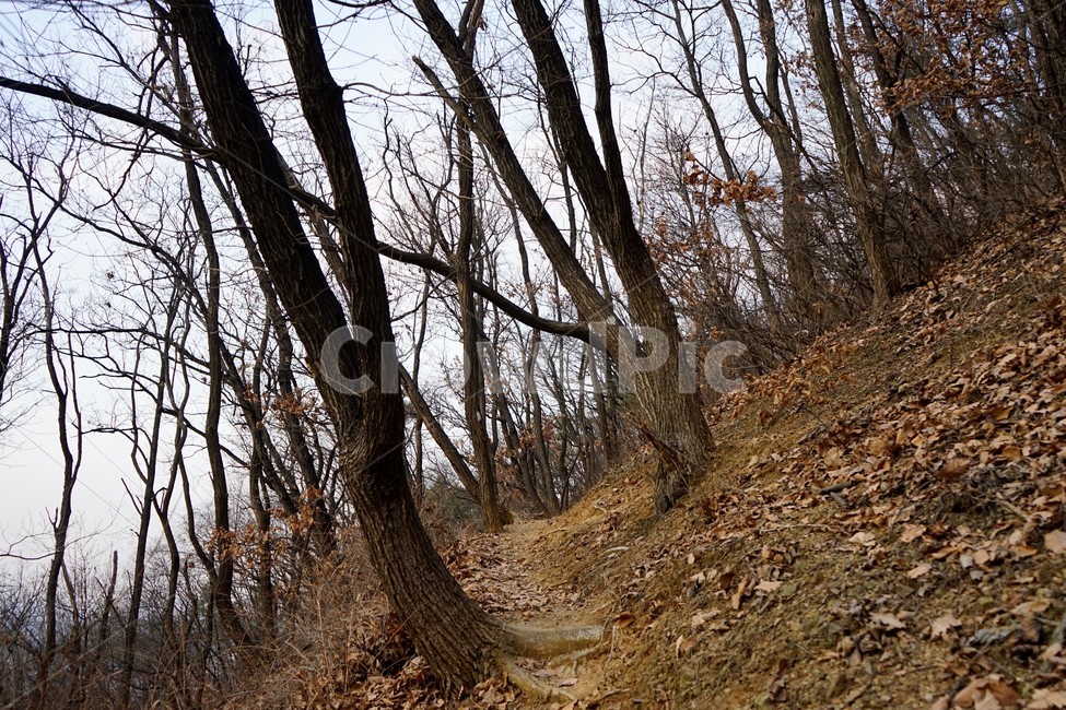 나무,겨울,자연,숲,경사면,길,풍경,산책길,하늘배경,가지,하늘,식물,마른잎,분위기,감성,겨울나무,쓸쓸함,외로움,고요,나뭇가지,계절,자연,풍경,nature,landscape,식물,plants,나무,trees,wood,ground,바닥,tree,plant