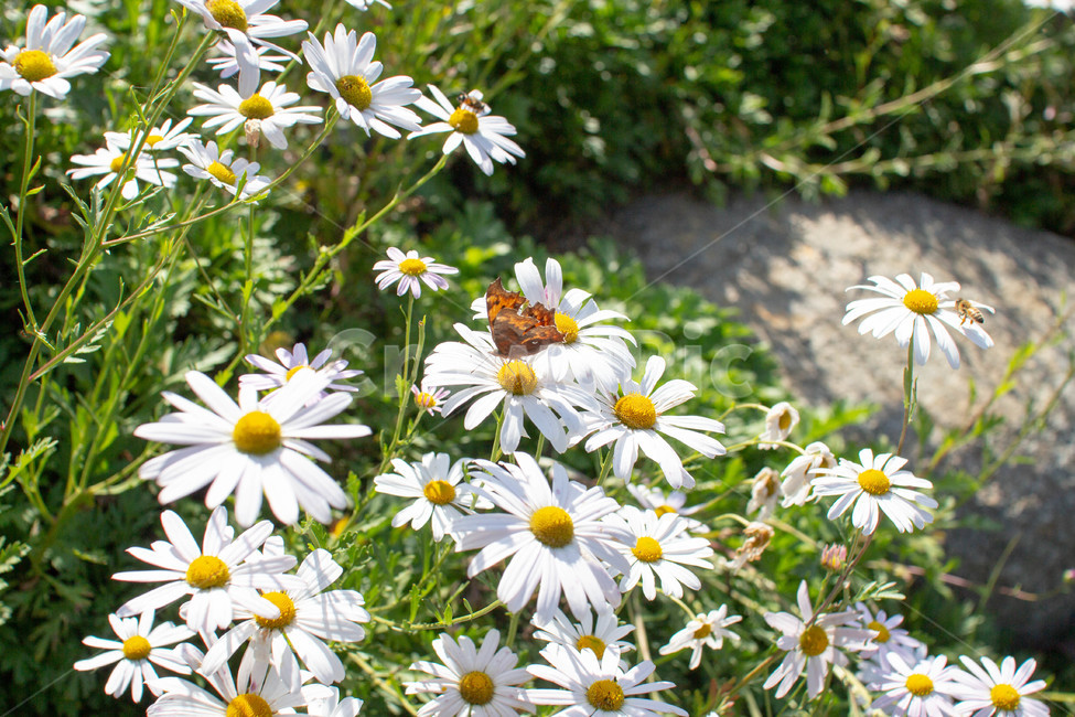 꽃,화분,화단,plant,식물,flower,daisies,데이지,daisy,식물,자연,plants,nature,꽃,flower