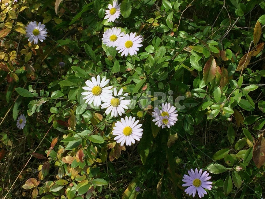 자연,꽃,구절초,flower,siberianchrysanthemum,식물,자연,plants,nature,꽃,flower