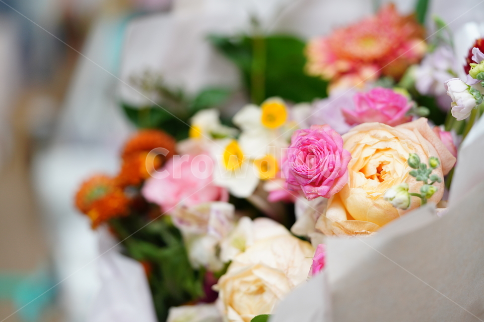 꽃,축하,꽃다발,식물,flower,색감,컬러,플라워,접사,감성,생물,감사,마음,꽃,flower,기념일,축하,anniversary,congratulation,celebrate,celebration