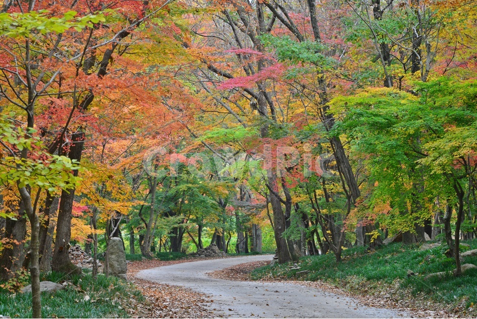 길,tree,나무,plant,식물,leaf,잎,maple,단풍,고창,선운사,선운사가을,가을,계절,추색,만추,단풍잎,낙엽,가을,계절,fall,autumn,season