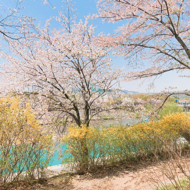 벚꽃,벚꽃나무,blossom,벚나무,cherryblossoms,하늘,sky,나무,tree,trees,산책,산책로,kirsche
