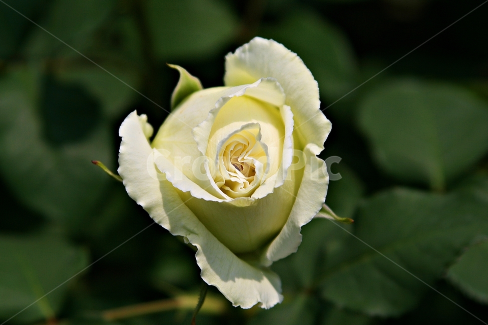 장미,꽃,로즈,식물,배경,식물,자연,plants,nature,꽃,flower
