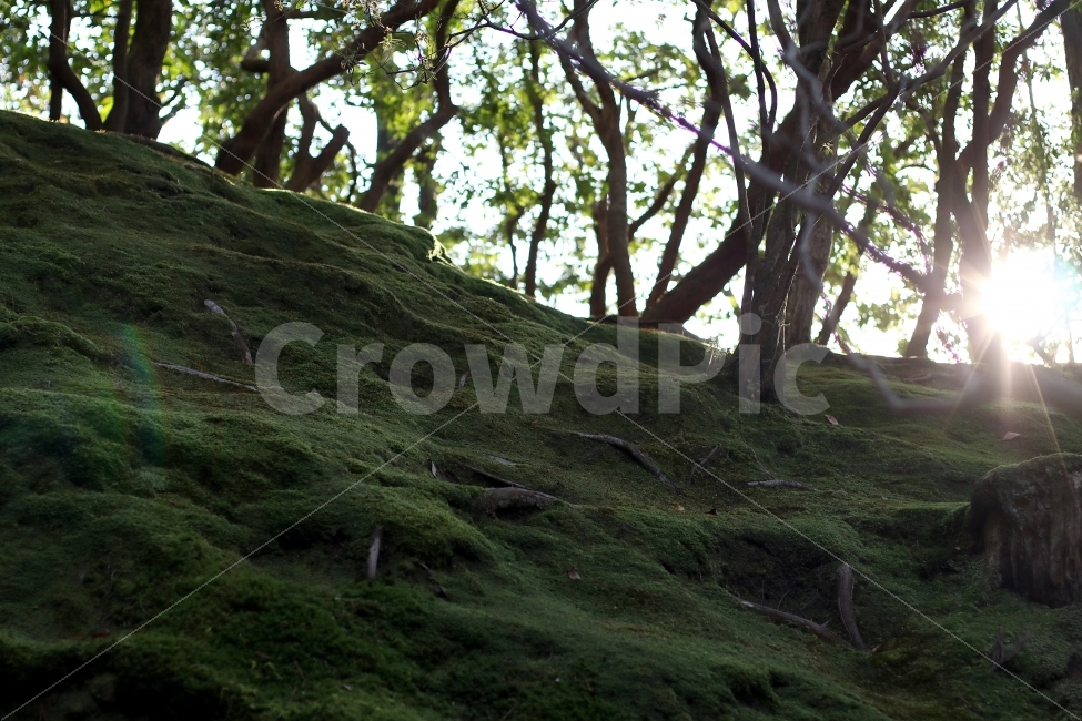 나무,정원,해,해질녘,이끼,배경,풍경,자연,풍경,nature,landscape,휴식,힐링,rest,relaxation,healing,plant,식물,tree,tree trunk,나무 줄기