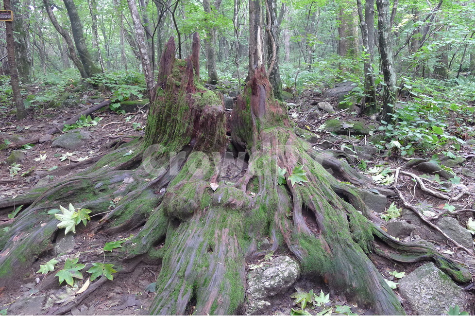 뿌리,괴목,고목,이끼,숲,흔적,식물,자연,plants,nature,나무,trees,wood