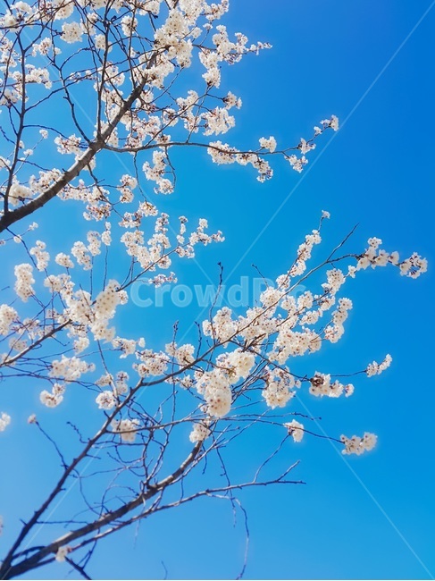 벚꽃,봄이미지,봄,벚꽃나무,자연