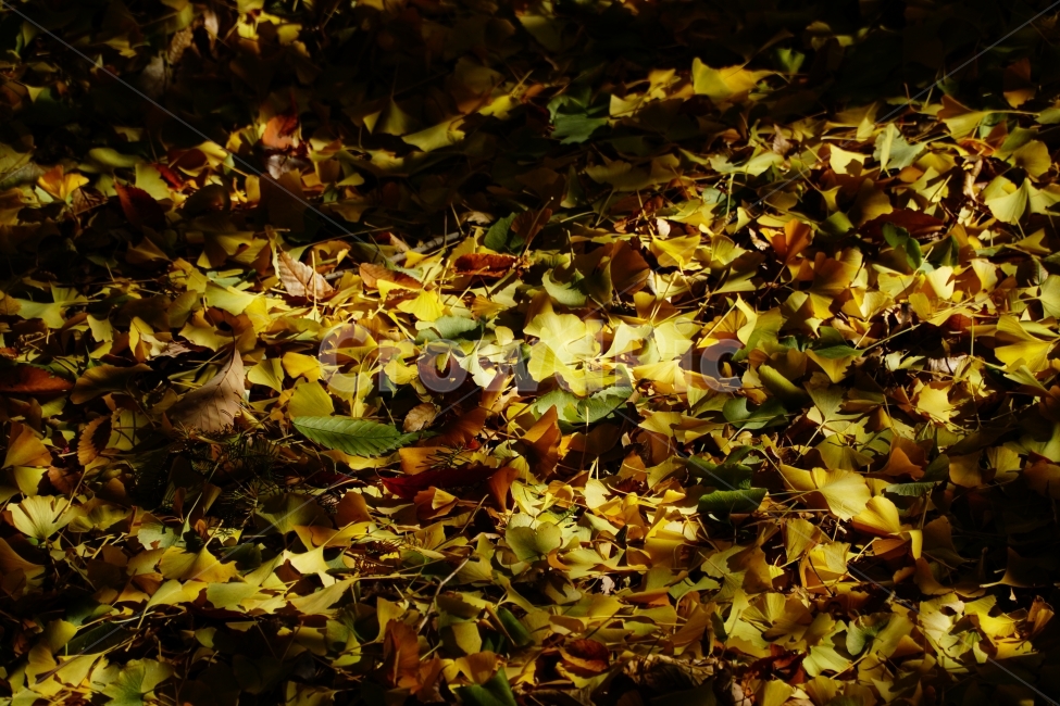 가을,낙엽,계절,fall,autumn,자연,nature,감성,느낌,feel,season,이파리,쓸쓸한,쓸쓸하다,쌀쌀하다,쌀쌀한,춥다,추운,단풍,은행잎,단풍잎,컨셉,콘셉,concept,햇빛,햇살,광채,채광,tree,11월,한국자연,잎사귀,식물,plants,가을,계절,fall,autumn,season,식물,자연,plants,nature,leaf,잎,plant