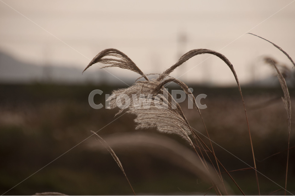 가을,갈대,갈대밭,석양,억새,풍경,가을,계절,fall,autumn,season,자연,풍경,nature,landscape,감성,sensible,feeling,grass,잔디,plant,식물,lawn,reed