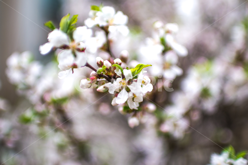 plant,식물,flower,벚꽃,꽃,봄,계절,spring,season
