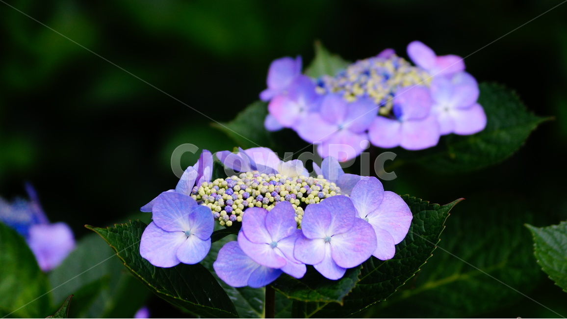 수국,산수국,꽃,꽃사진,태종대,식물,식물,자연,plants,nature,꽃,flower