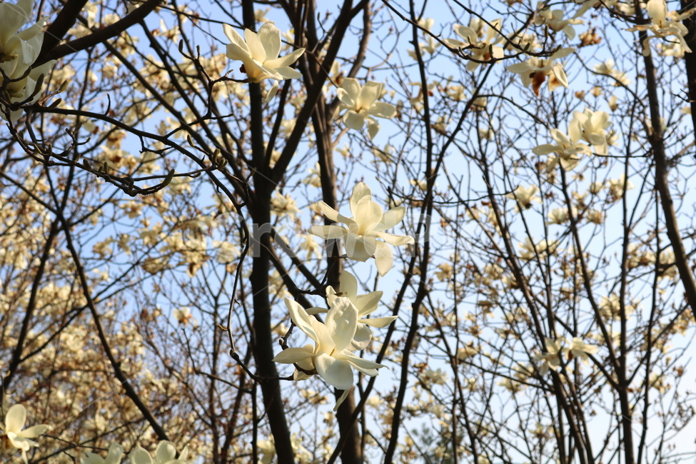 목련,꽃,목련꽃,나무,식물,흰꽃,봄,자연,식물,자연,plants,nature,꽃,flower