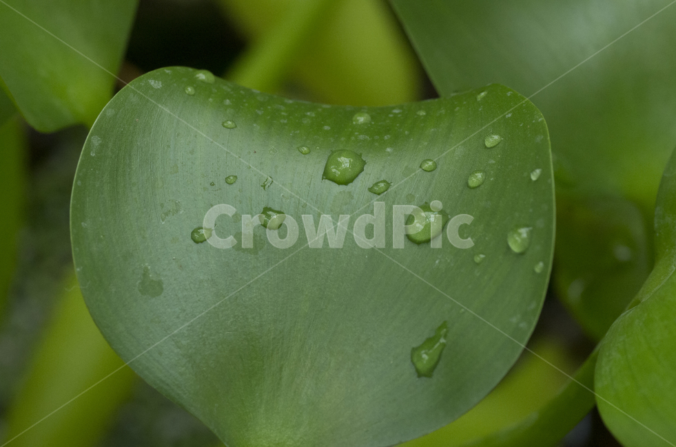부레옥잠,수중식물,수생식물,식물,물가,접사,확대,식물,자연,plants,nature