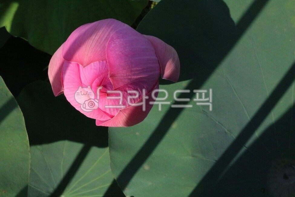 bud,lotus leaf,blossom,flower bud,lotus,Lotus,peaks,flower