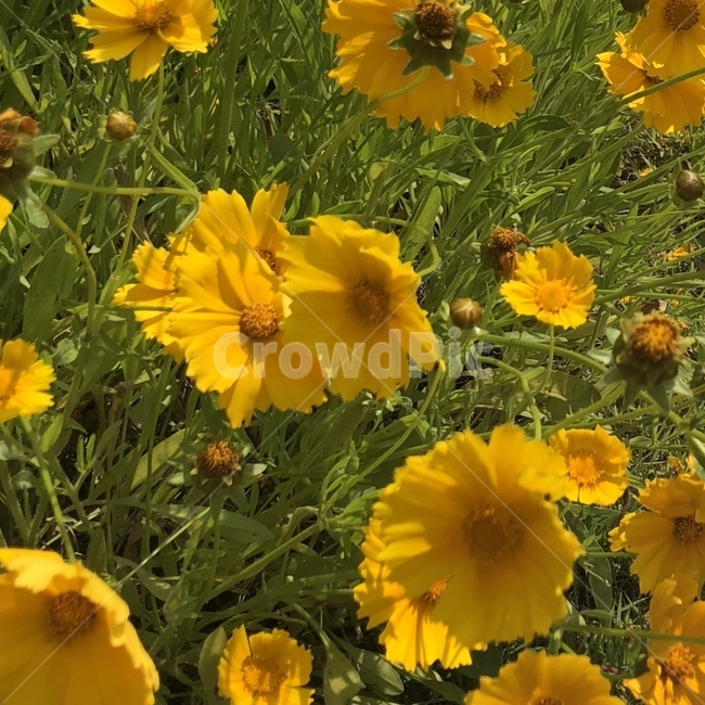 봄,꽃,풀,자연,식물,노란색,햇빛,식물,자연,plants,nature,꽃,flower