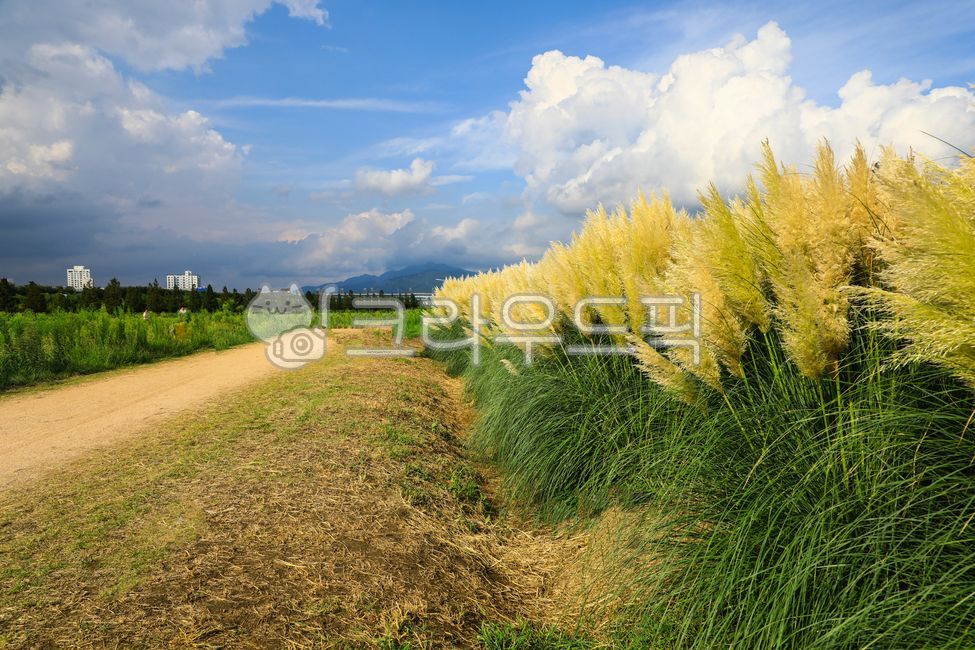 팜파스그라스,팜파스,갈대,갈색,pampasgrass,pampas,brown