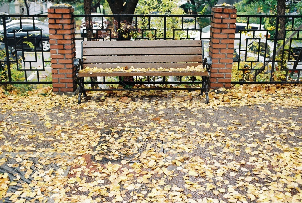 가을,비오는날,감성,낙엽,벤치,가을,계절,fall,autumn,season,비,비오는날,rain,rainy,furniture,가구