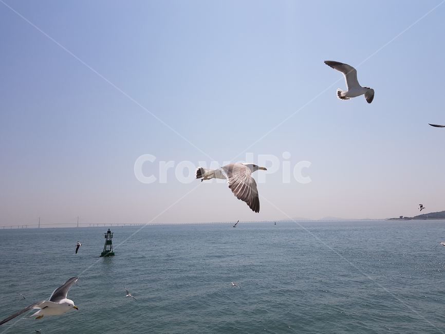하늘,바다,갈매기,새,날개,동물,animal,조류,새,birds