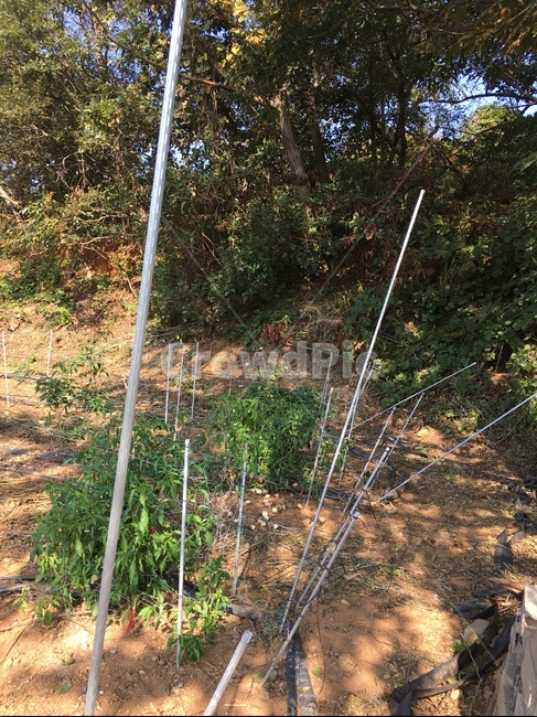 식물,나무,지주대,고추,흙,나무줄기,농사