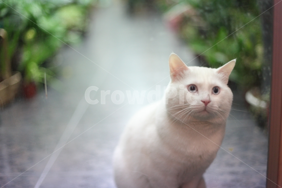 냥이,고양이,동물,포유류,감성사진,동물,animal,포유류,mammal,고양이,cat,kitten,kitty