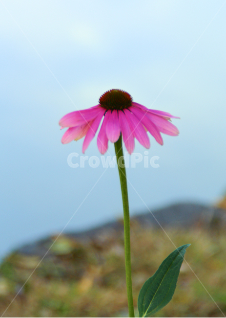 애키네시아,드린국화,보라색,국화,가을,연못,호수,연못가,꽃잎,꽃봉오리,식물,분홍색,꽃송이,식물,자연,plants,nature,꽃,flower