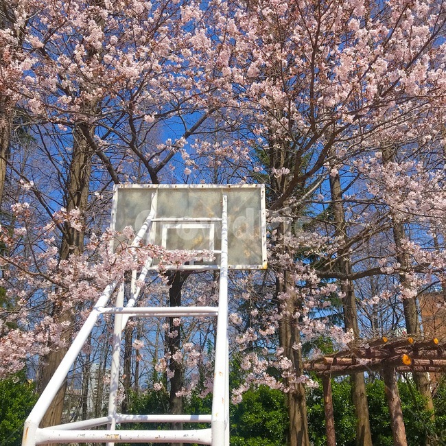 농구대,감성,감성사진,벚꽃,청량함,청량,꽃,봄,봄,계절,spring,season,스포츠,레저,운동,sports,leisure,exercise