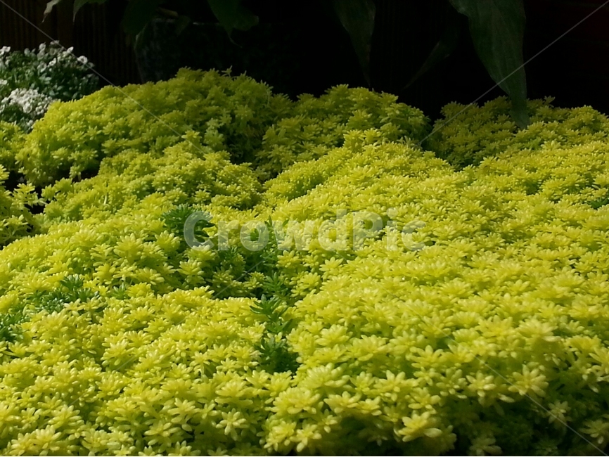 식물원,꽃,녹색,이쁜,포천,허브아일랜드,허브,식물,자연,plants,nature,꽃,flower