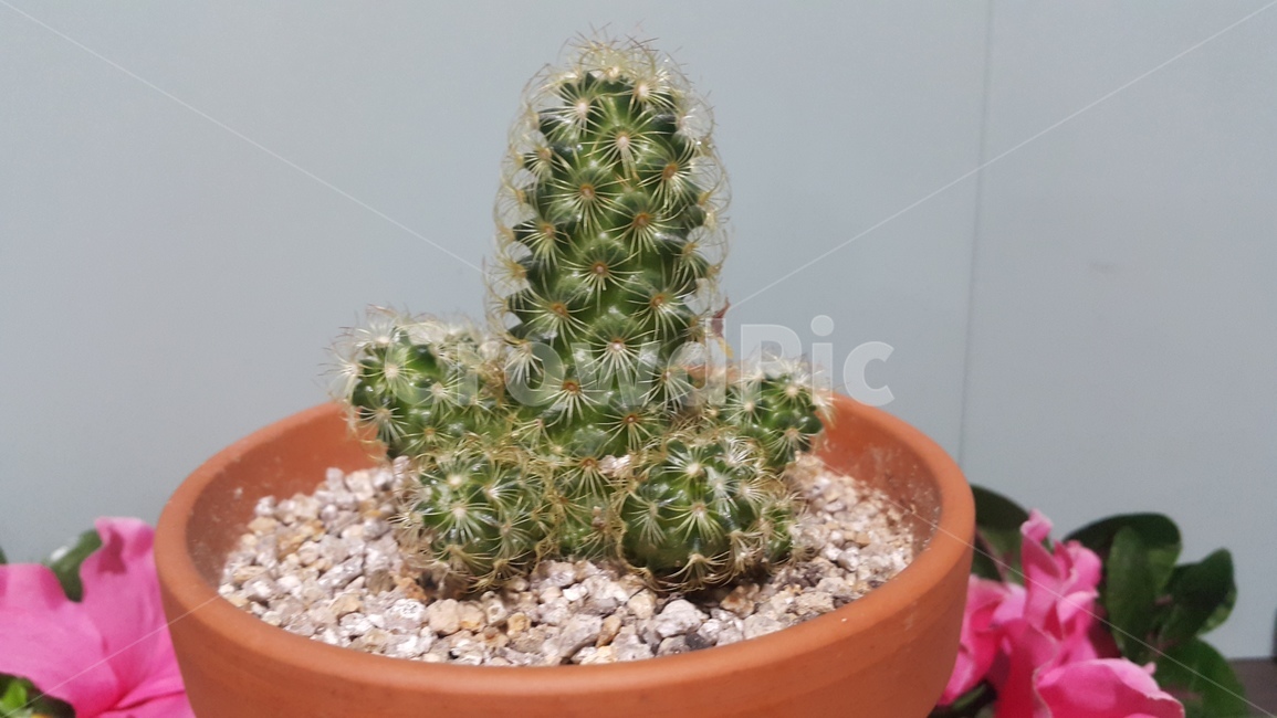선인장,화분,식물,플랜테리어,자연,실내용화초,화초,green,plants,nature,houseplant,배경,바탕