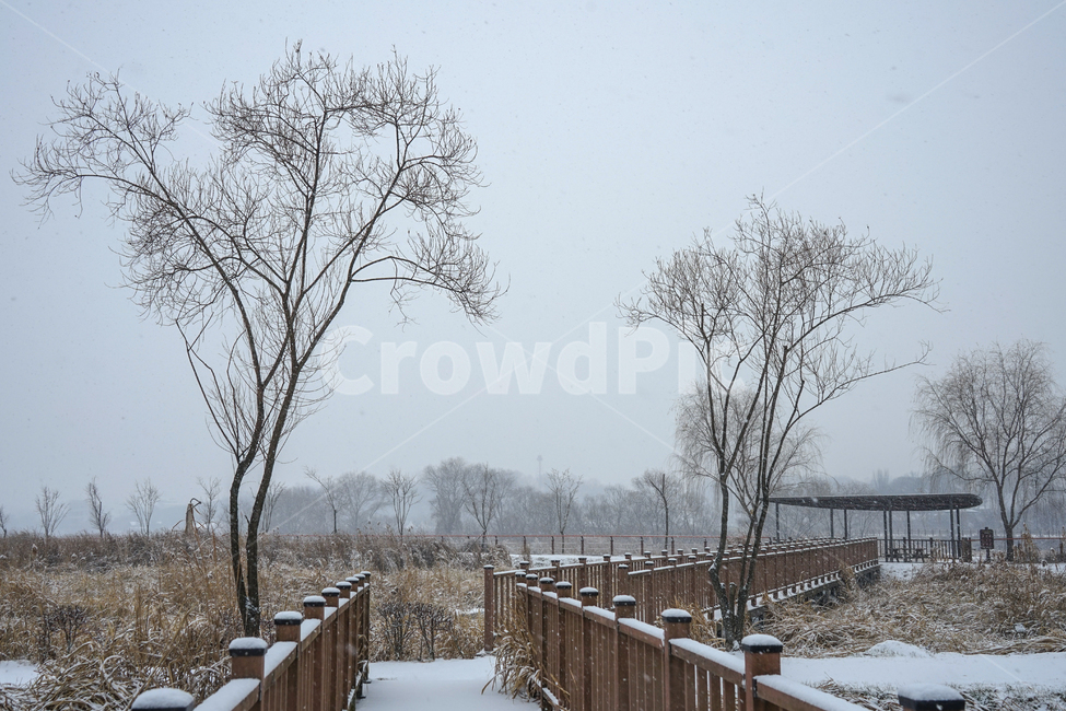 겨울,눈,흰눈,설경,풍경,나무,계절,호수공원,handrail,난간,banister,railing