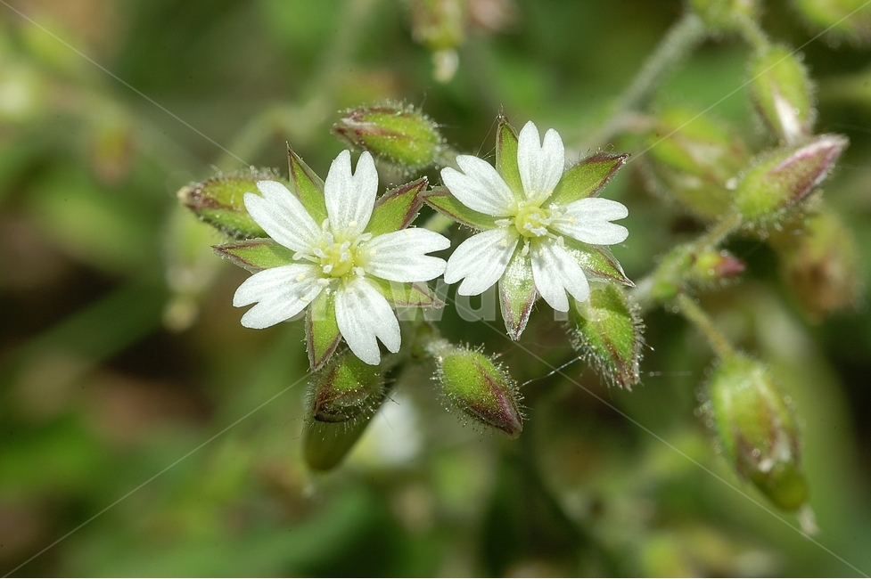 자연,봄,꽃,봄꽃,Nature,spring,별꽃,흰색,봄,계절,spring,season,식물,자연,plants,nature,꽃,flower,plant