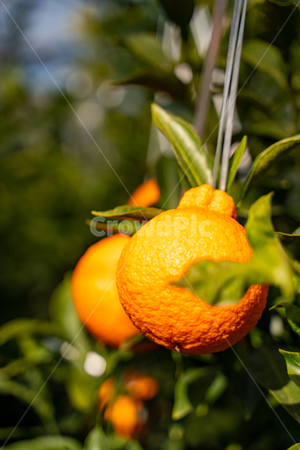 mandarin,citrus fruits,Red scent,Fruit,nature,fruit,Hallabong,Orange,food,vitamin,tangerines,orange,citrusfruit,house tangerines,Cheonhyehyang,plant,fresh,Jeju tangerines,hallabong