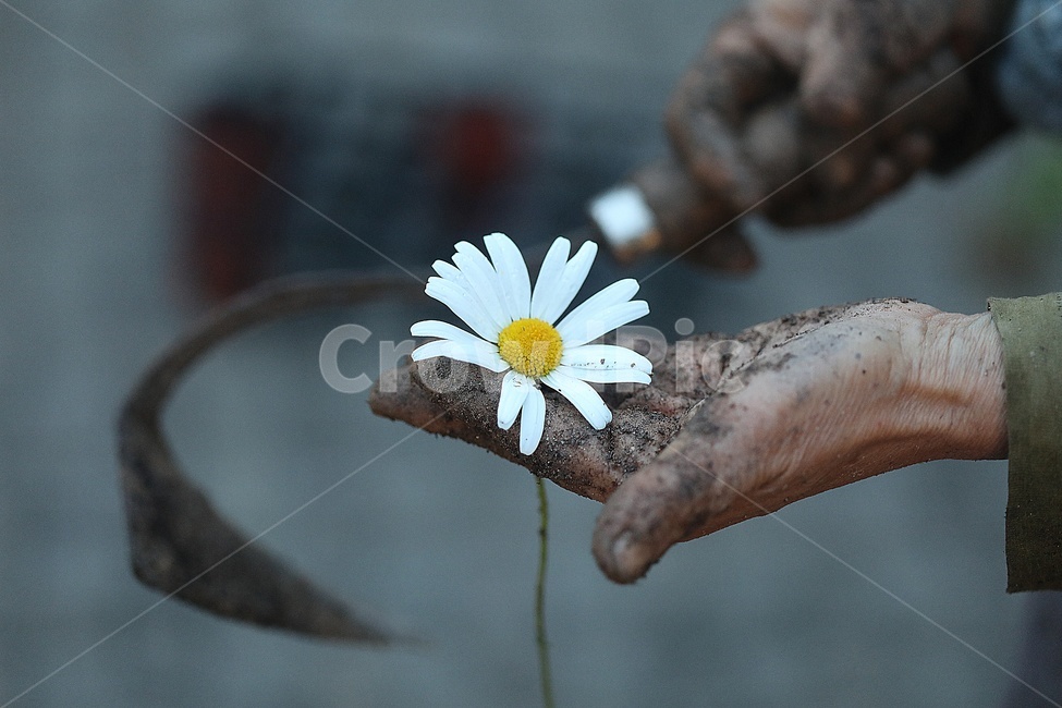 자연,손,어머님손,어머님,꽃,사랑,꽃,flower,사람,인물,인간,human,person,신체일부,몸,body
