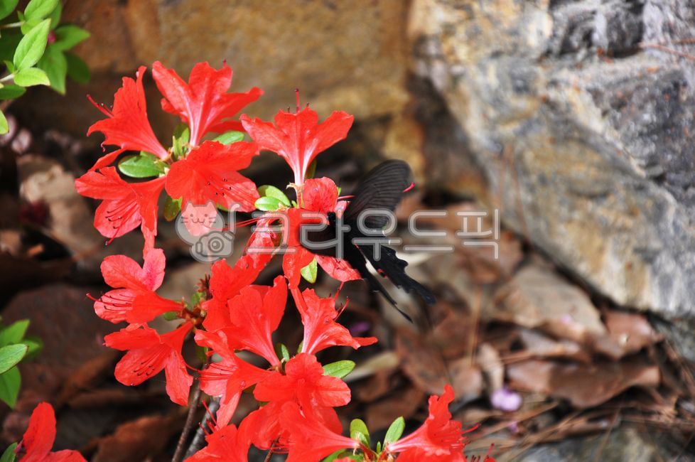 Flowers,black,red,butterfly,flowers,butterfly,black,red